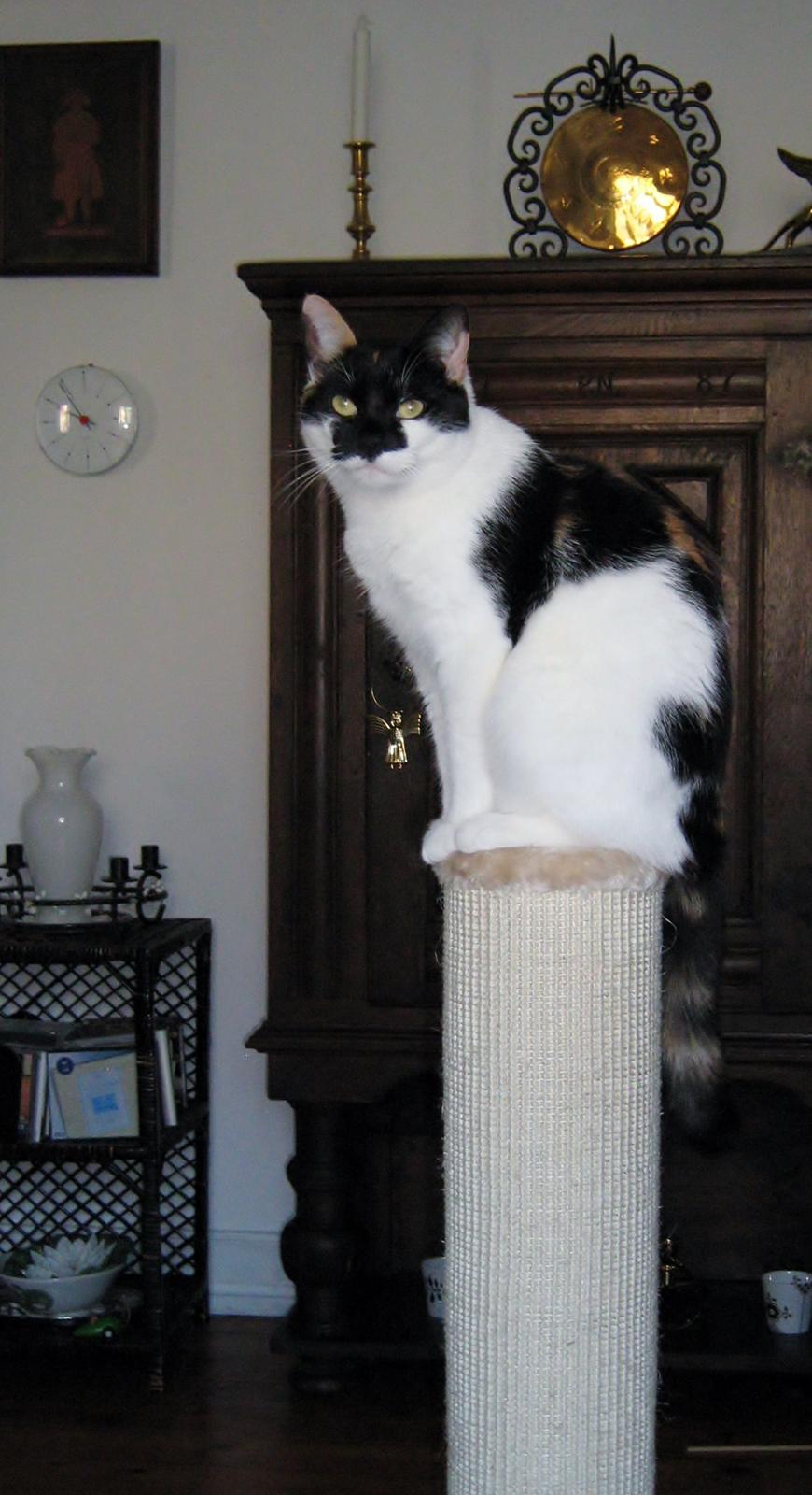 Huskat Arabella Scarlett billede 6