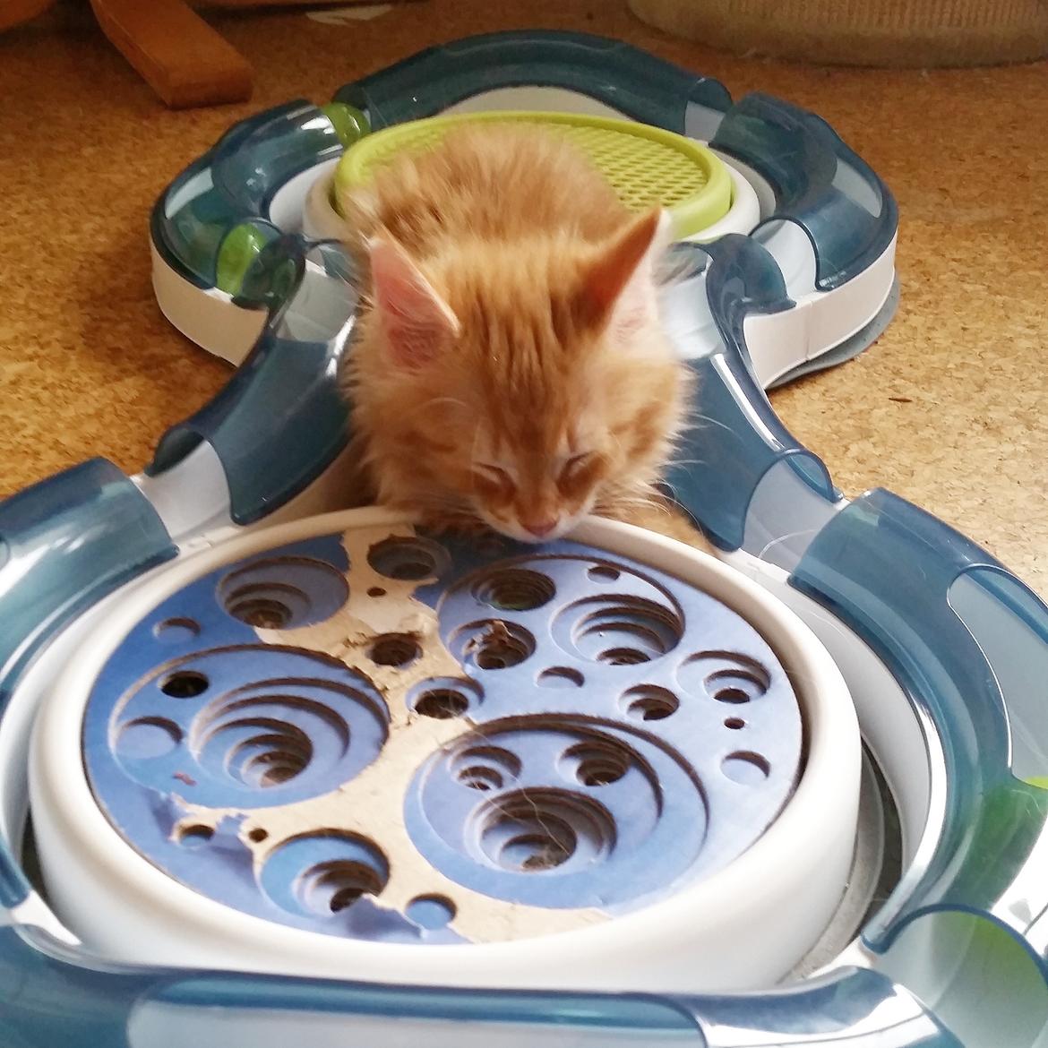 Blanding af racer Charlie billede 11