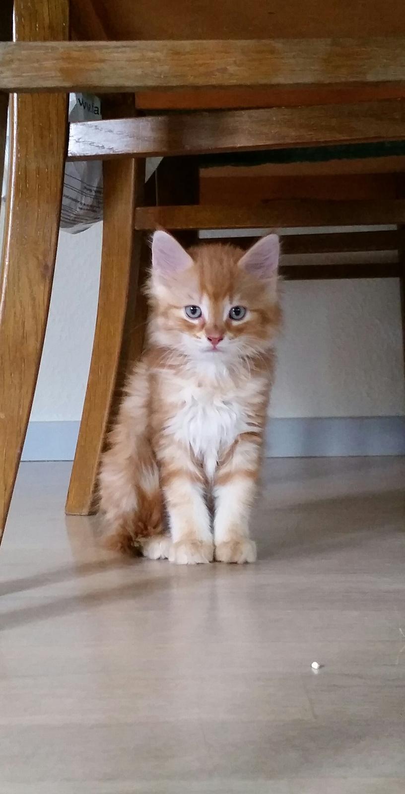 Blanding af racer Charlie billede 13