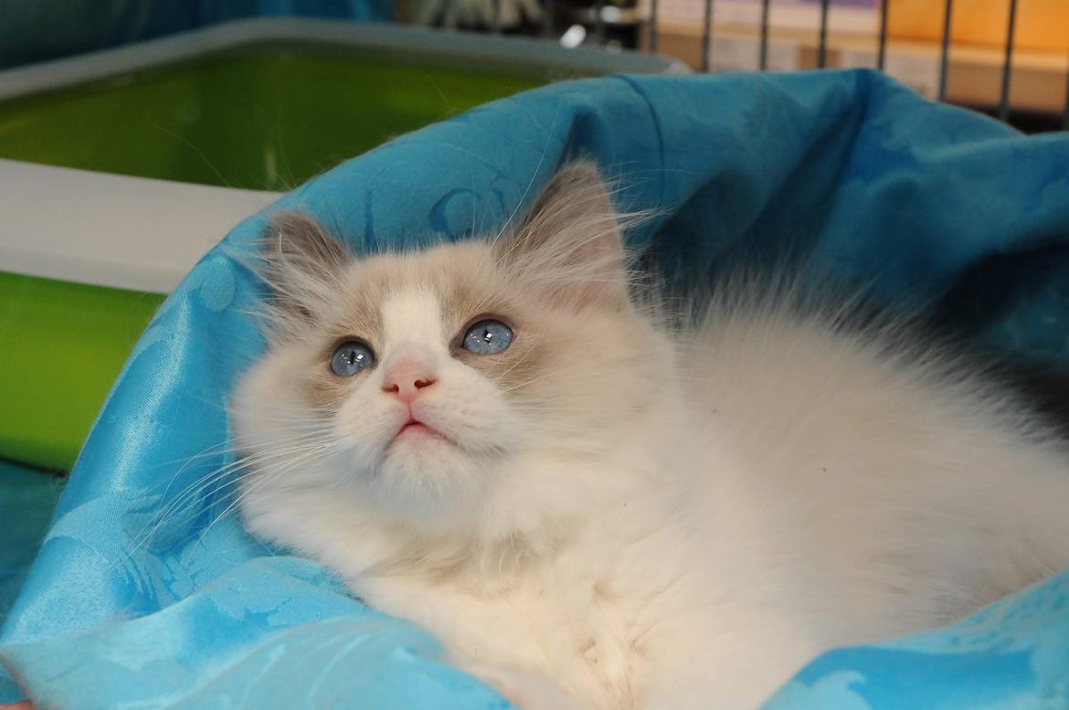 Ragdoll DK Vandoll Shining Super Star billede 10