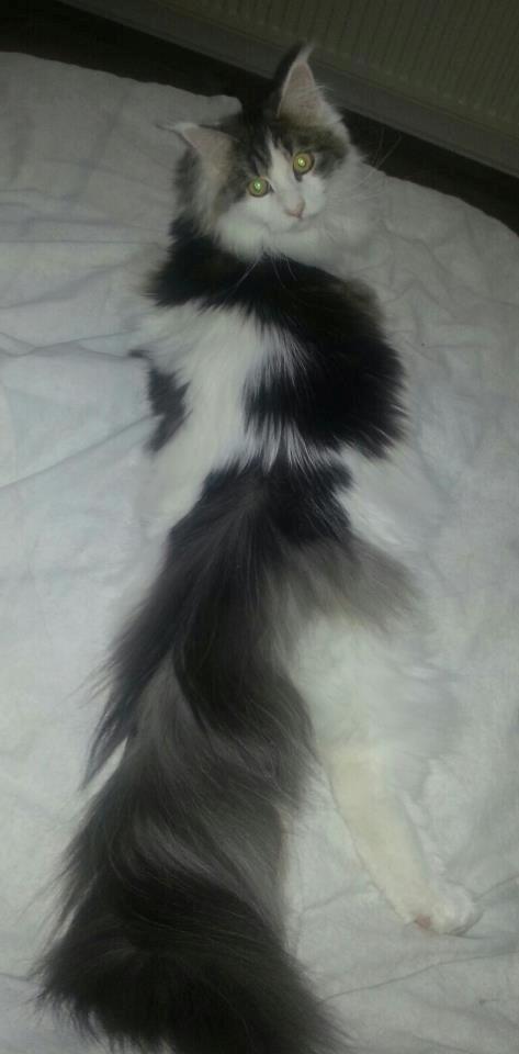 Maine Coon Charlie billede 6