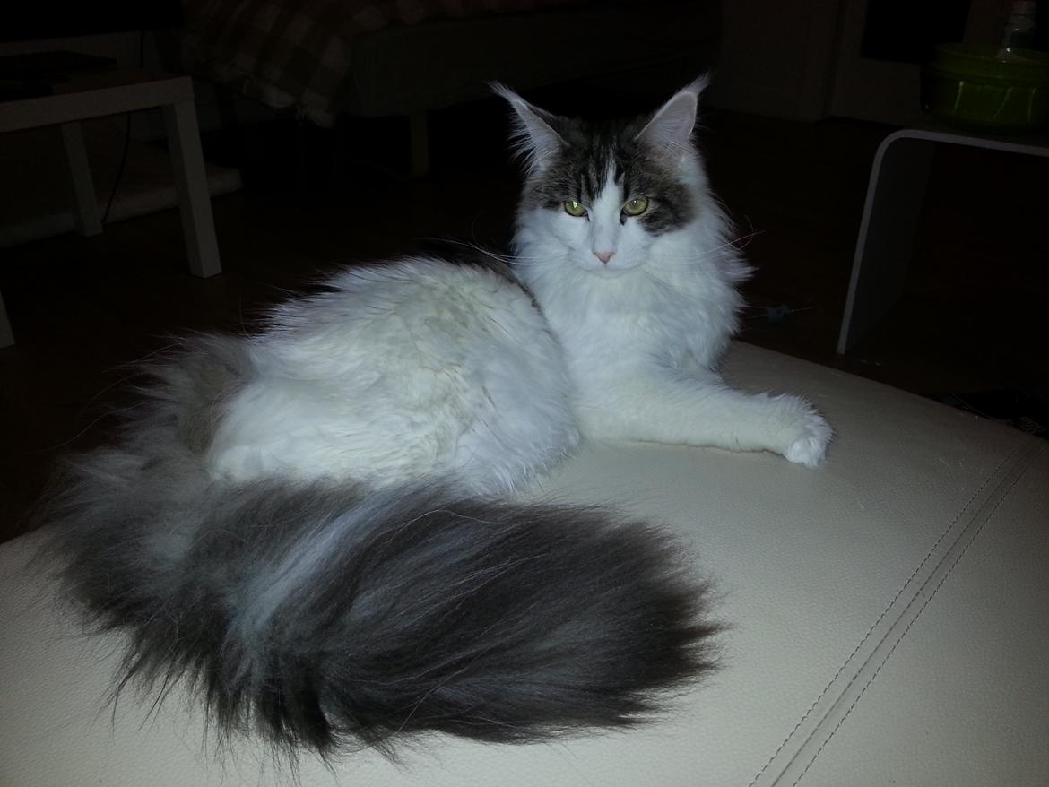 Maine Coon Charlie billede 8