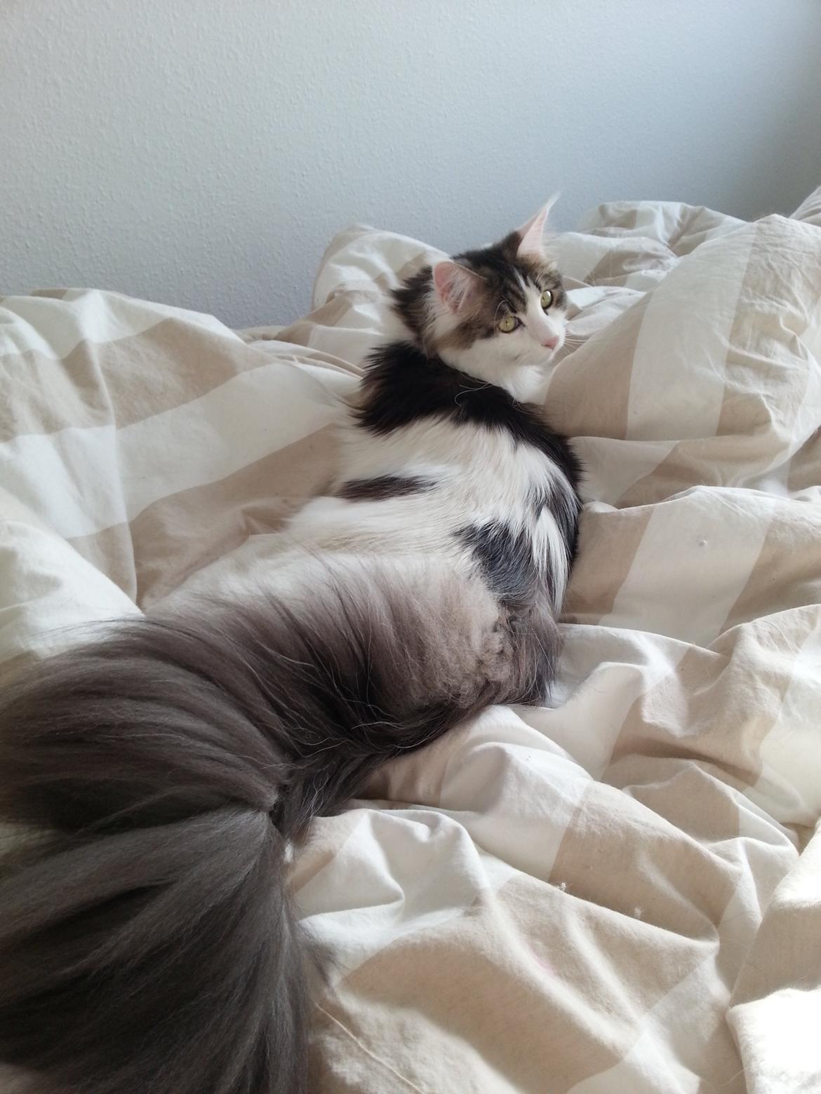 Maine Coon Charlie billede 1