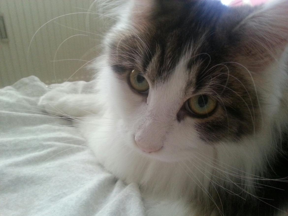 Maine Coon Charlie billede 9