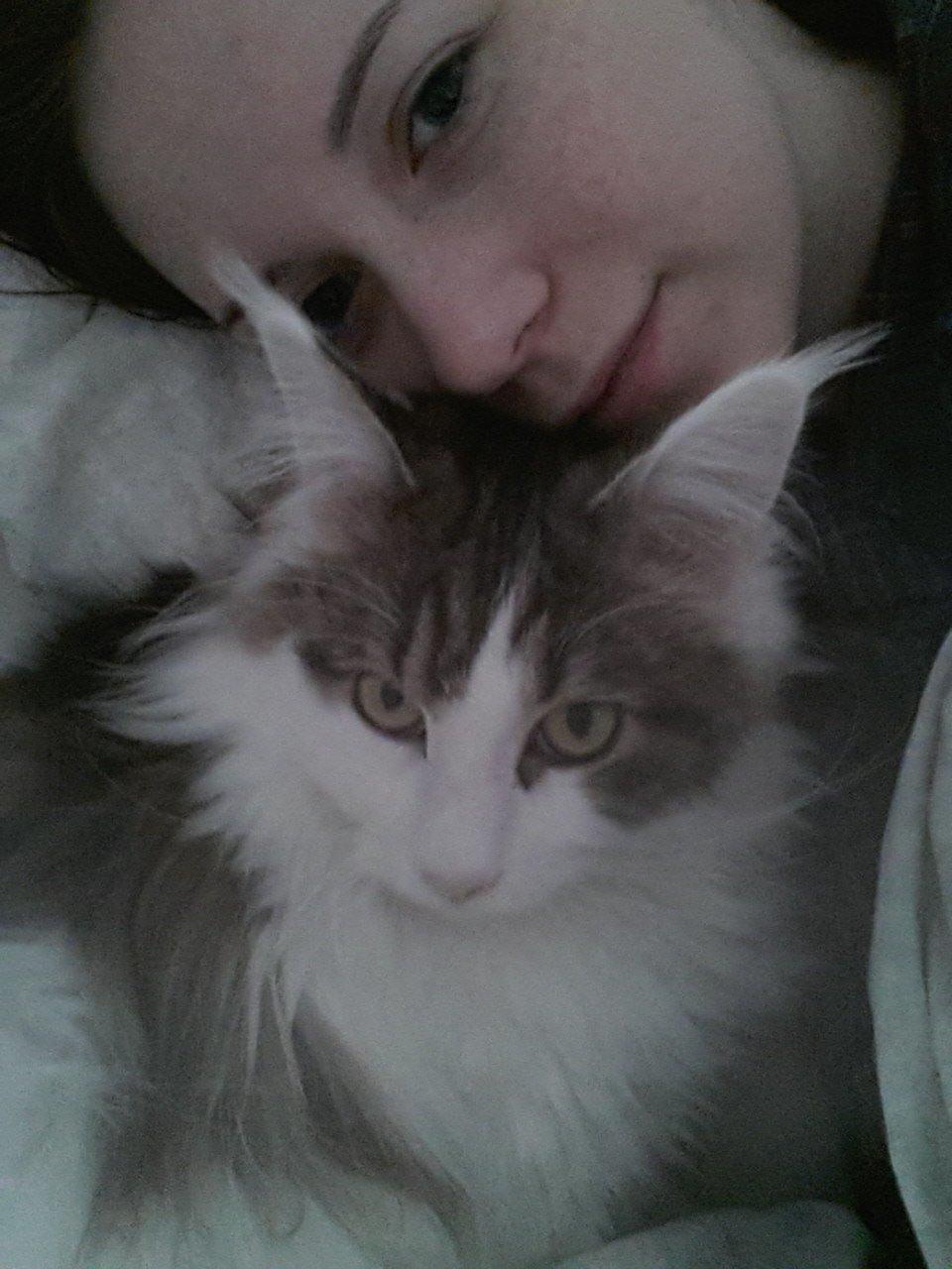 Maine Coon Charlie billede 10