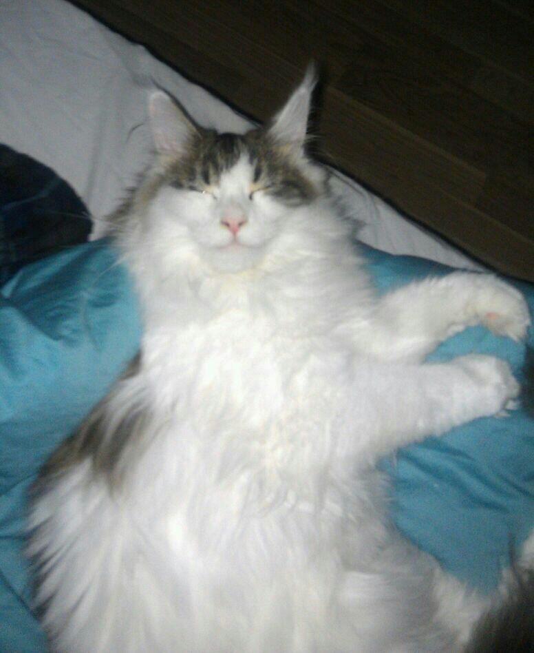 Maine Coon Charlie billede 7