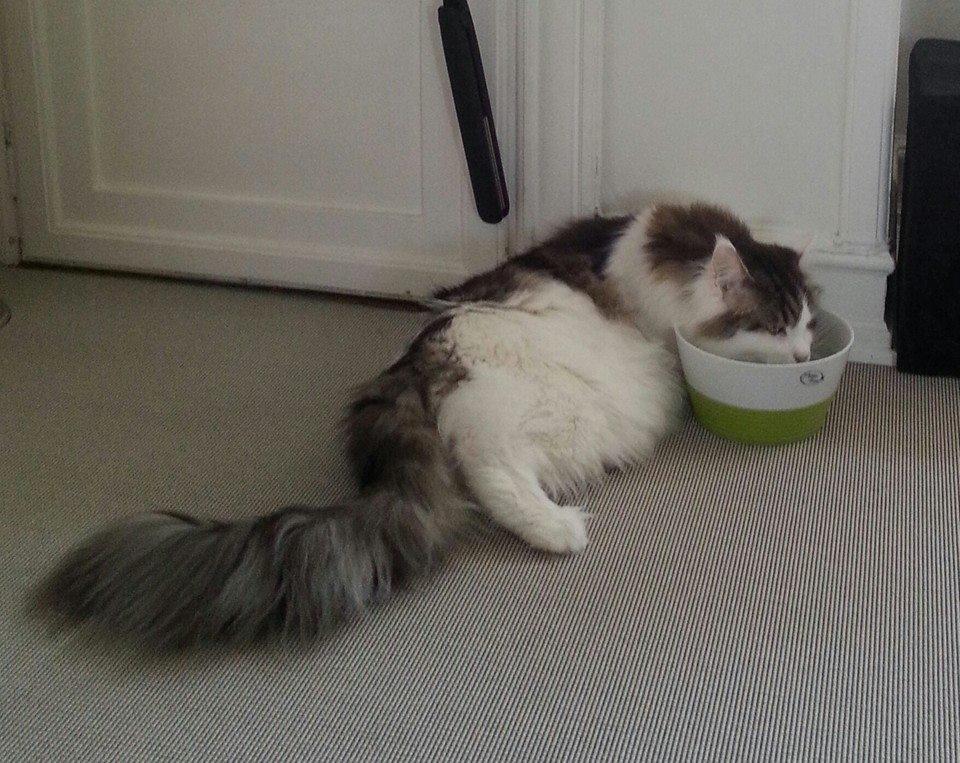 Maine Coon Charlie billede 11