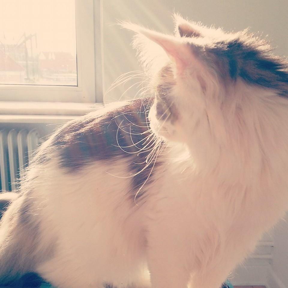 Maine Coon Charlie billede 4