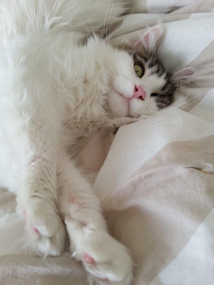 Maine Coon Charlie billede 3