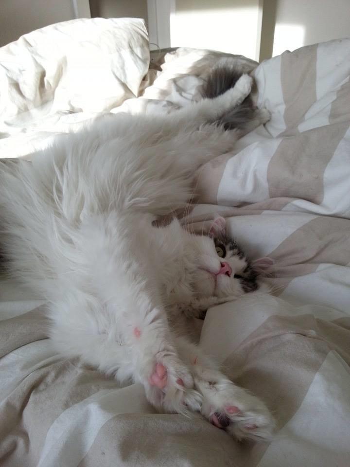 Maine Coon Charlie billede 2