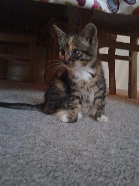 Huskat Hope billede 1