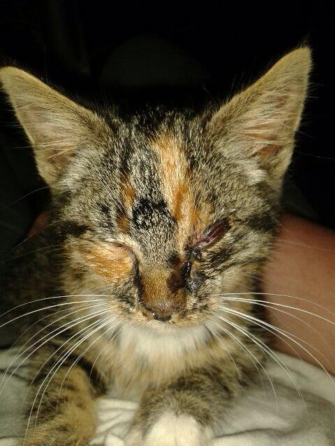 Huskat Hope billede 4