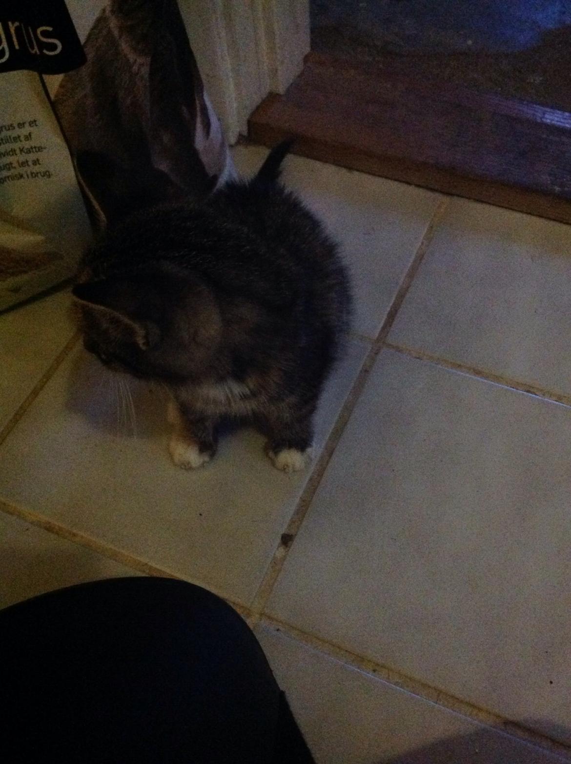 Huskat Hope billede 6