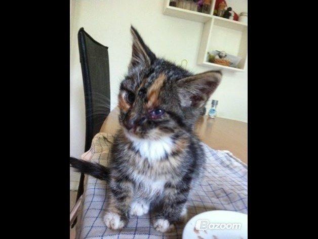 Huskat Hope billede 9