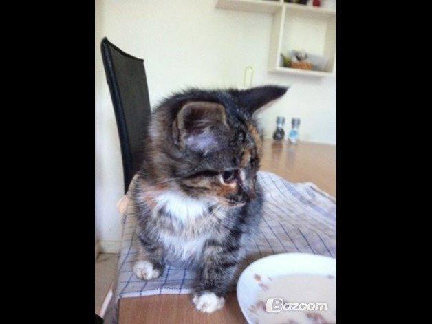 Huskat Hope billede 11