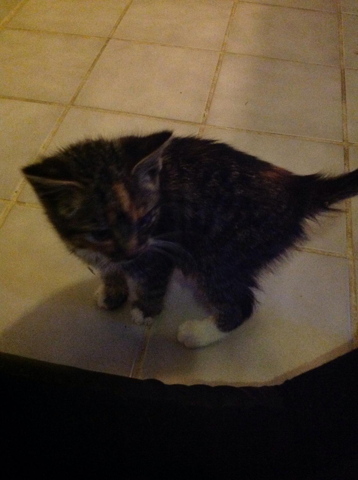 Huskat Hope billede 13