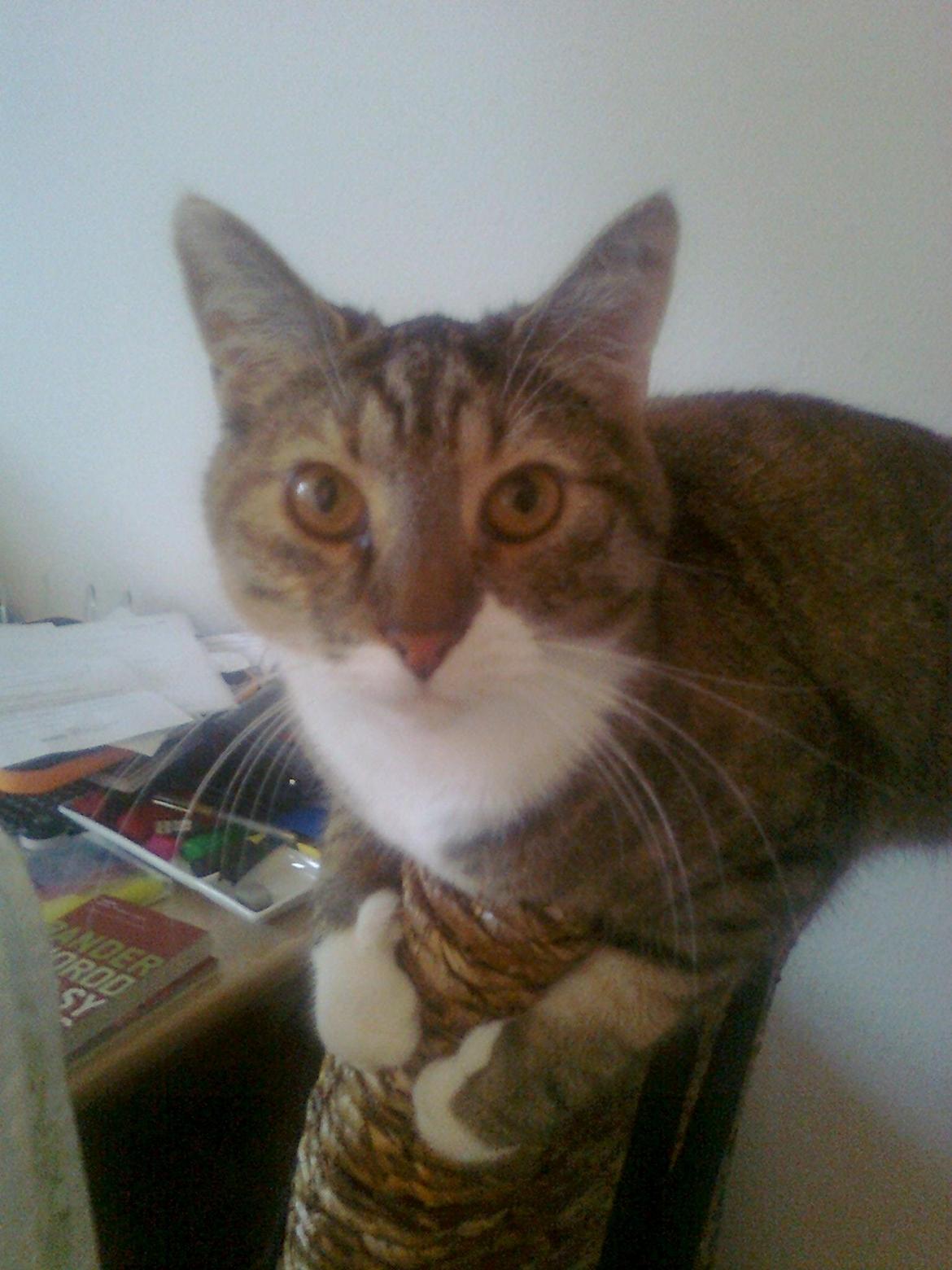 Blanding af racer Isis billede 6