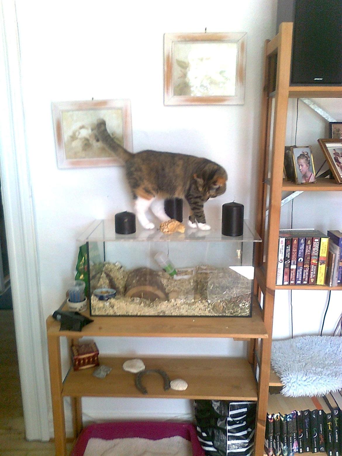 Blanding af racer Isis - uhh en rotte spændende :D billede 11