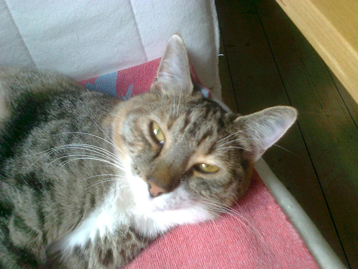 Blanding af racer Isis billede 7