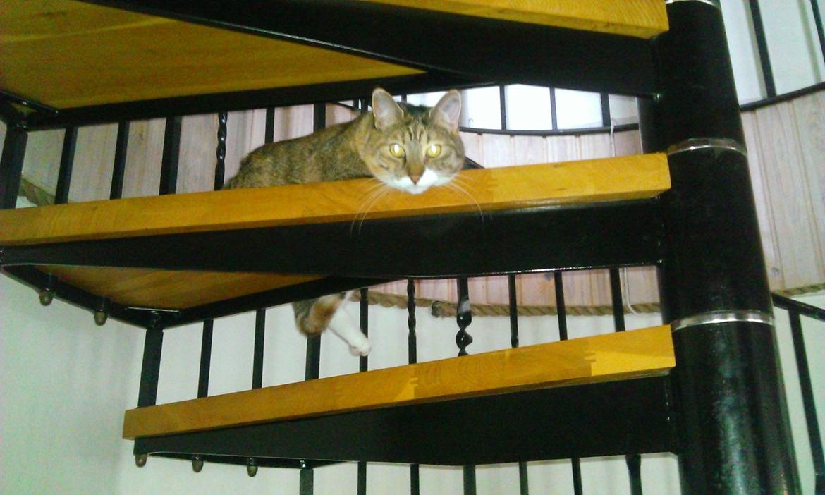 Blanding af racer Isis - en god udsigt  billede 2