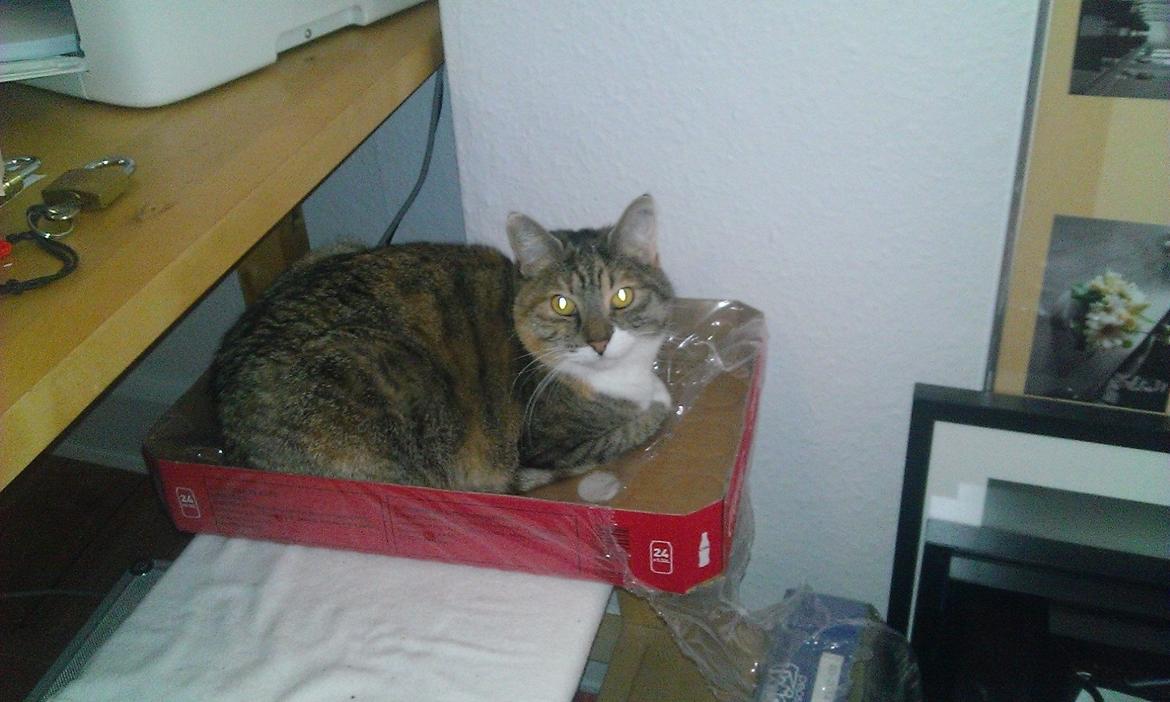 Blanding af racer Isis - De mest mærkelige steder en kat kan ligge  billede 9