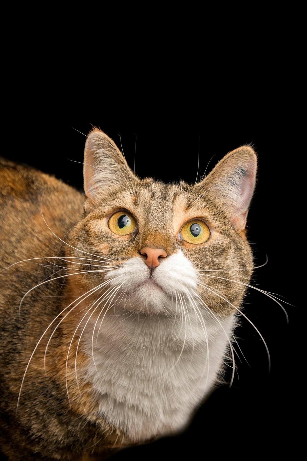 Blanding af racer Isis billede 1