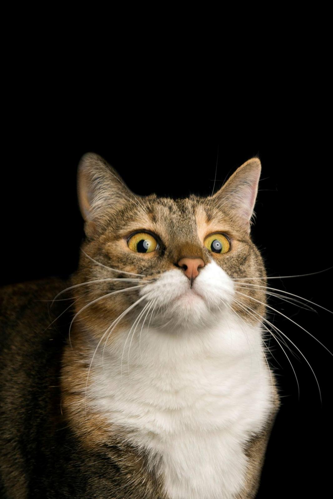 Blanding af racer Isis billede 3