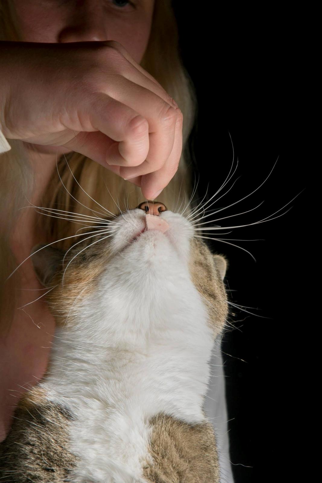 Blanding af racer Isis - nam nam kødpølse billede 4