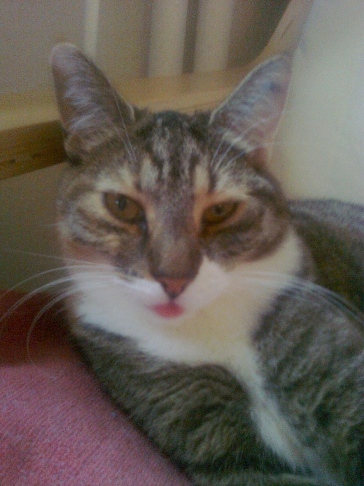 Blanding af racer Isis billede 5