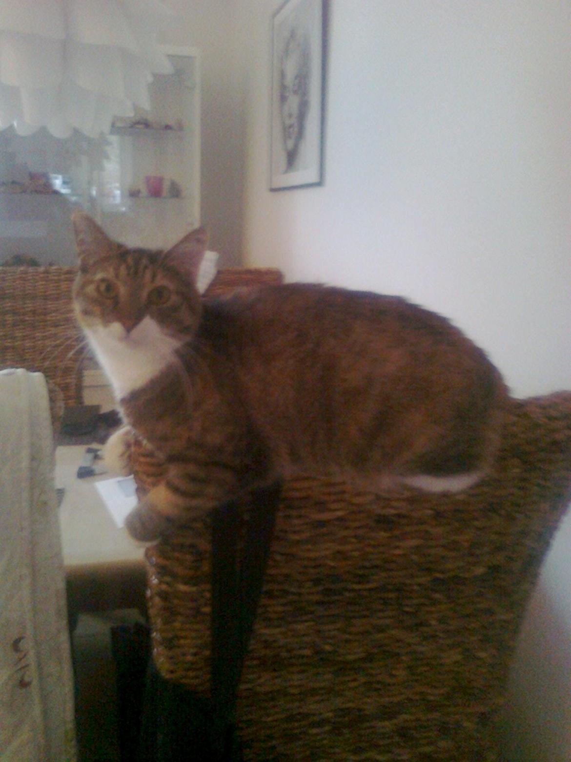 Blanding af racer Isis billede 10