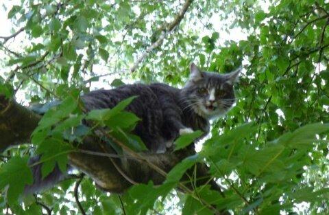 Norsk Skovkat Agent00knurhår (knurre) billede 1