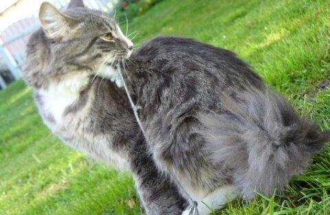 Norsk Skovkat Agent00knurhår (knurre) billede 2