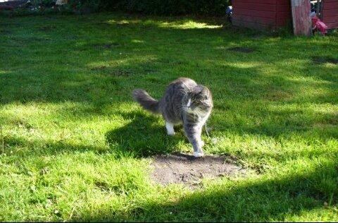 Norsk Skovkat Agent00knurhår (knurre) billede 3