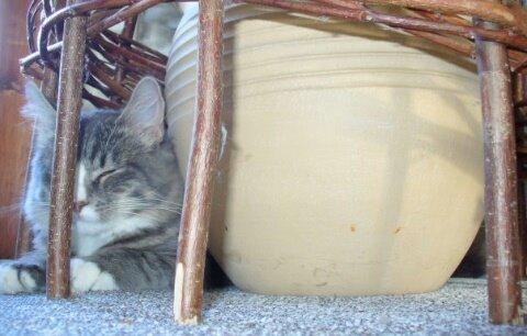 Norsk Skovkat Agent00knurhår (knurre) billede 4