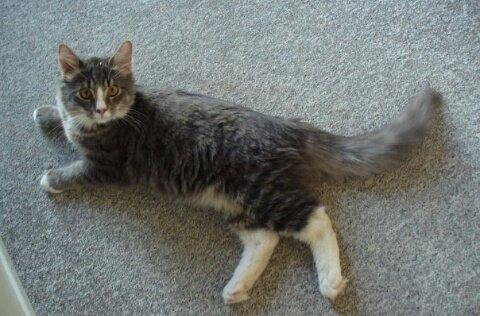 Norsk Skovkat Agent00knurhår (knurre) billede 5