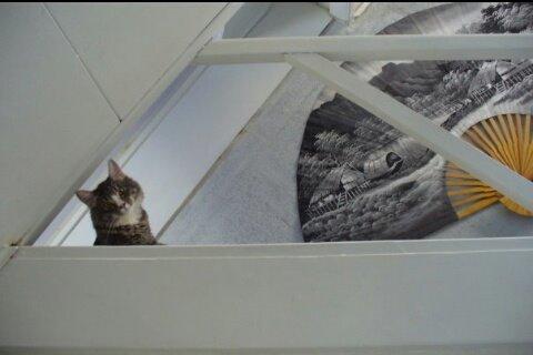 Norsk Skovkat Agent00knurhår (knurre) billede 6