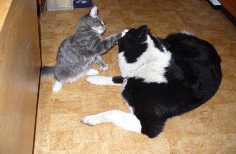 Norsk Skovkat Agent00knurhår (knurre) billede 7