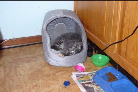 Norsk Skovkat Agent00knurhår (knurre) billede 8