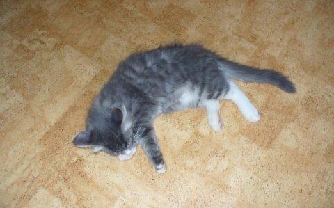 Norsk Skovkat Agent00knurhår (knurre) billede 9