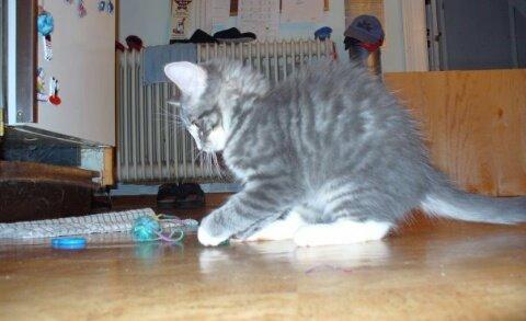 Norsk Skovkat Agent00knurhår (knurre) billede 10