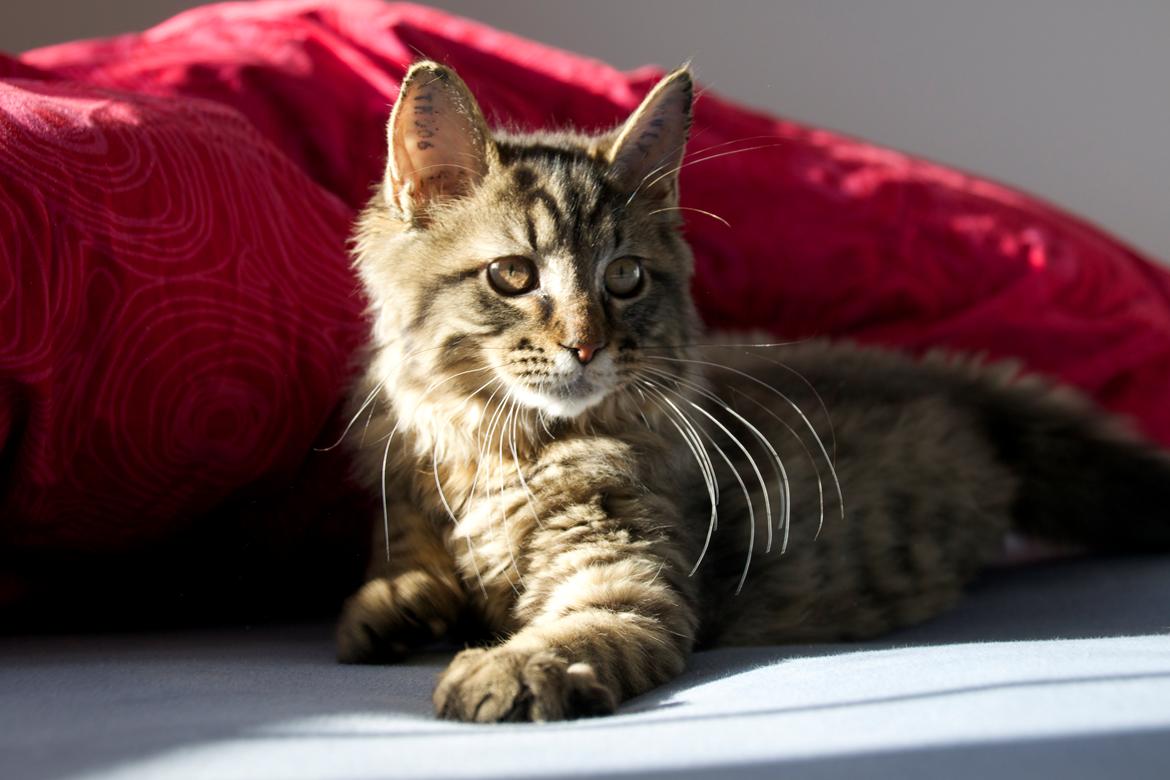 Maine Coon McAmigo billede 20