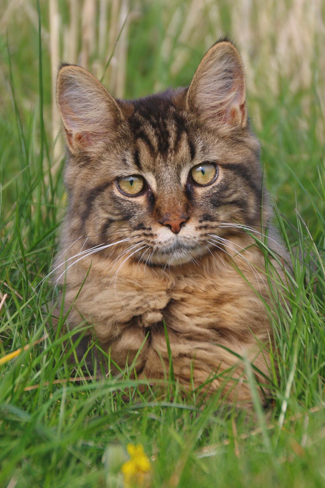 Maine Coon McAmigo billede 18