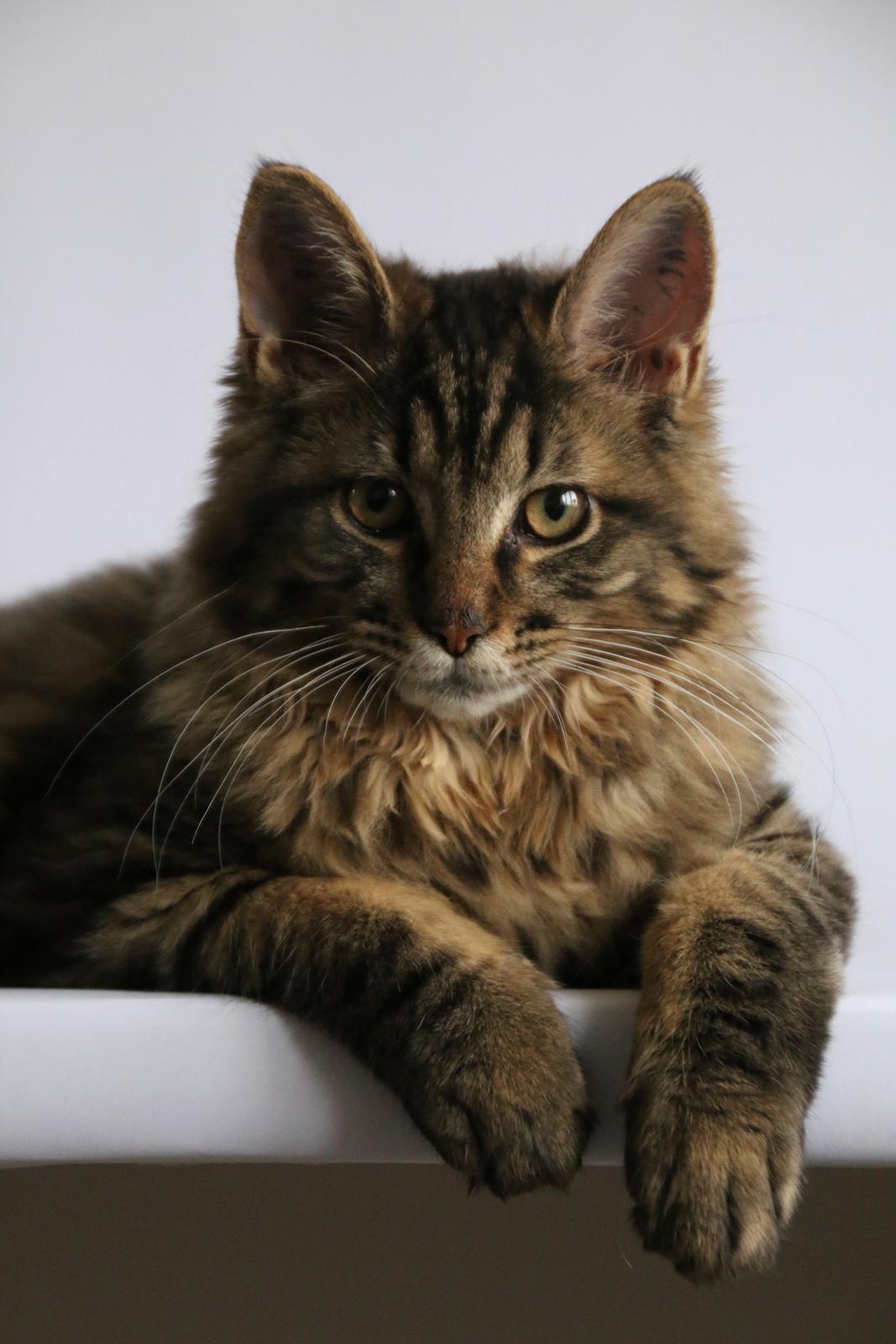 Maine Coon McAmigo billede 21