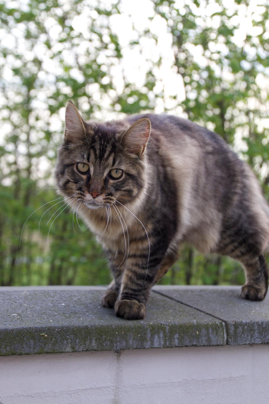 Maine Coon McAmigo billede 13