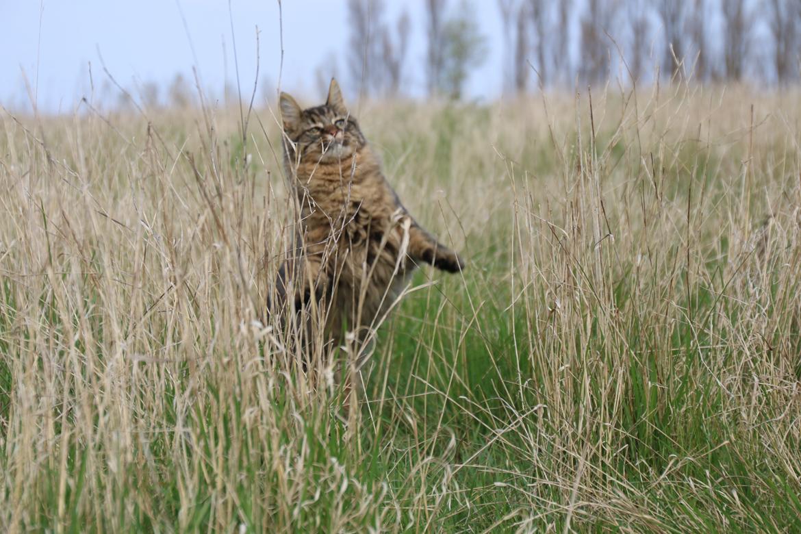 Maine Coon McAmigo billede 17
