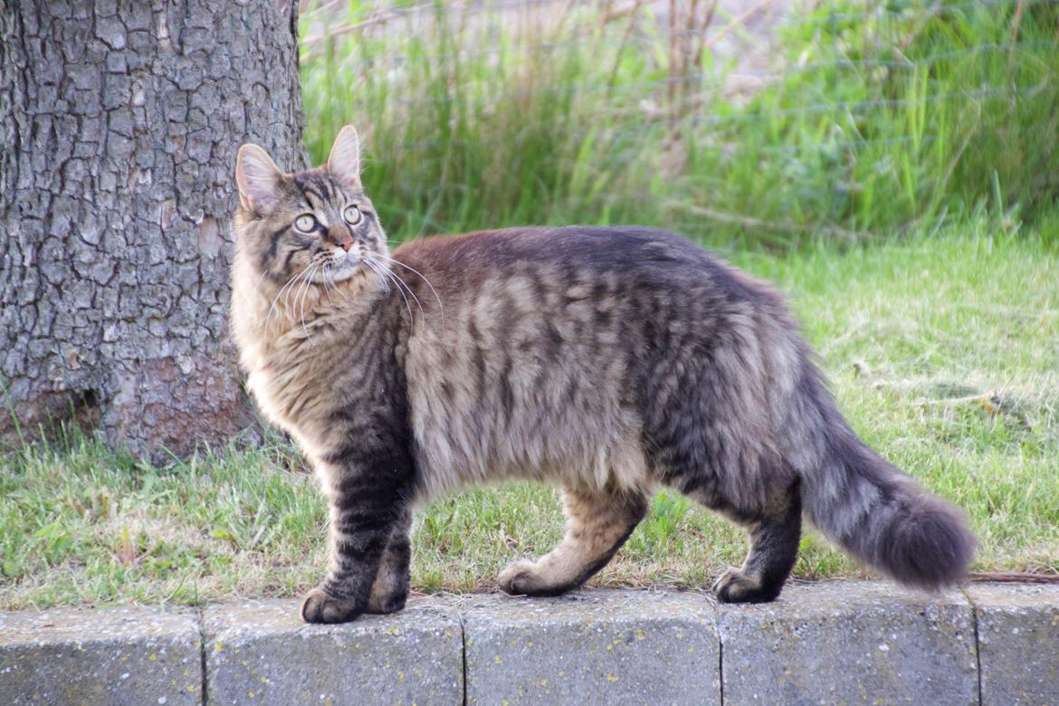 Maine Coon McAmigo billede 8