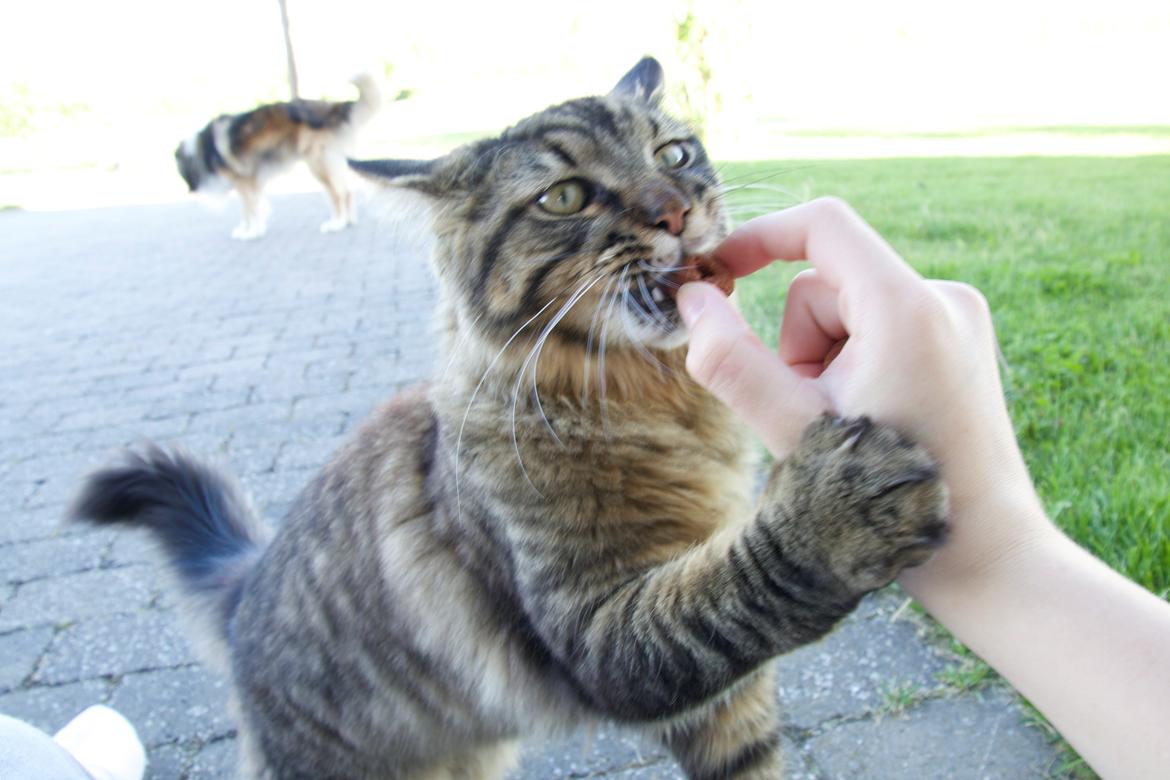 Maine Coon McAmigo billede 15