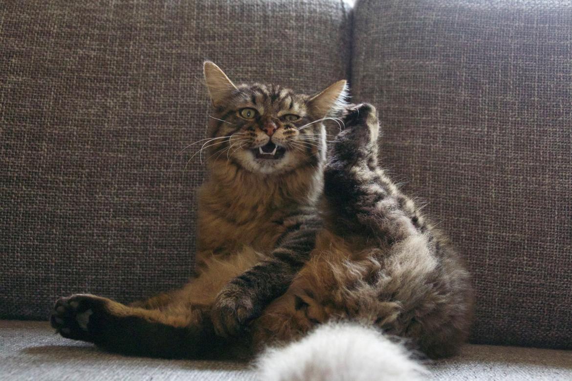 Maine Coon McAmigo billede 16