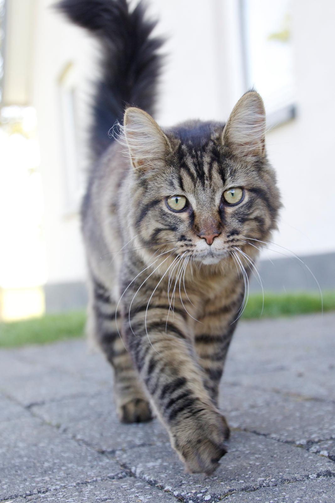 Maine Coon McAmigo billede 1