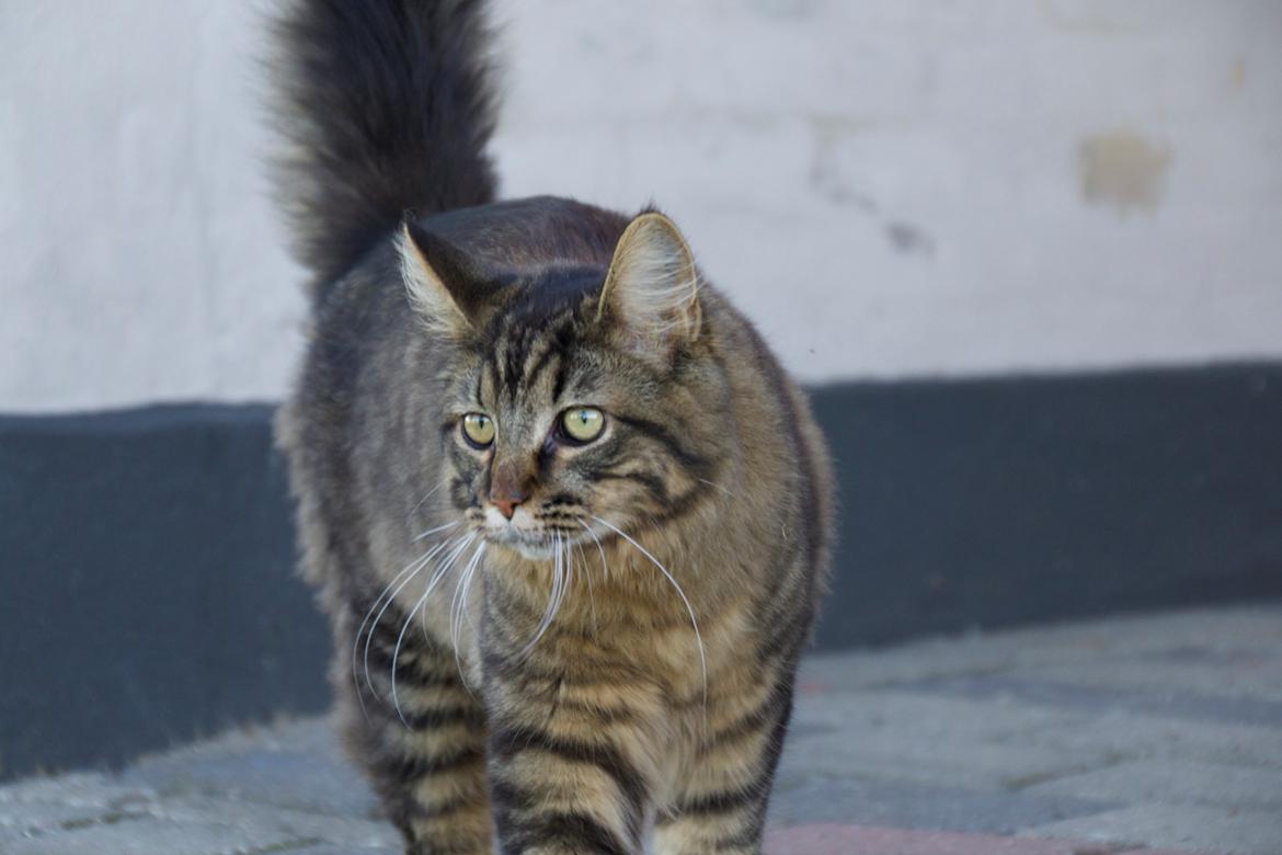 Maine Coon McAmigo billede 10